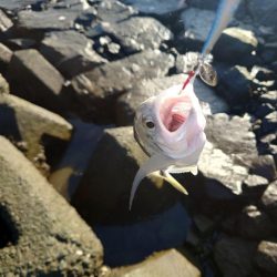 なんとかメッキ一匹