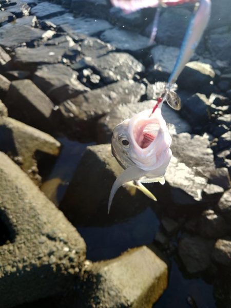 なんとかメッキ一匹