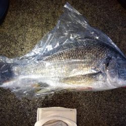 苅屋海岸の投げ釣り