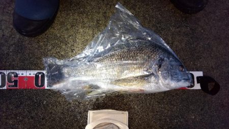 苅屋海岸の投げ釣り