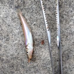 苅屋海岸の投げ釣り