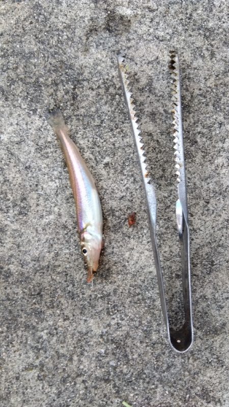 苅屋海岸の投げ釣り