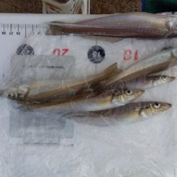 室津のキス釣り