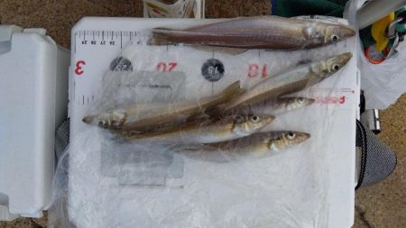 室津のキス釣り