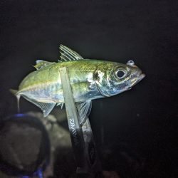 陸っぱり釣行記