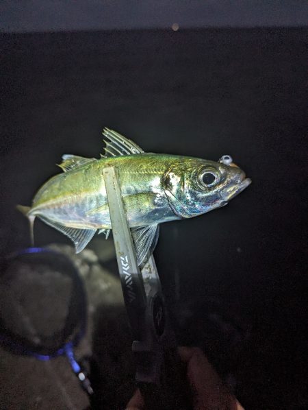 陸っぱり釣行記