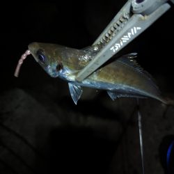 陸っぱり釣行記