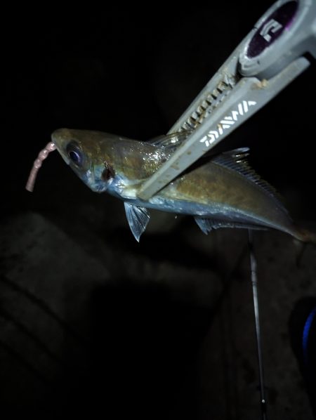 陸っぱり釣行記