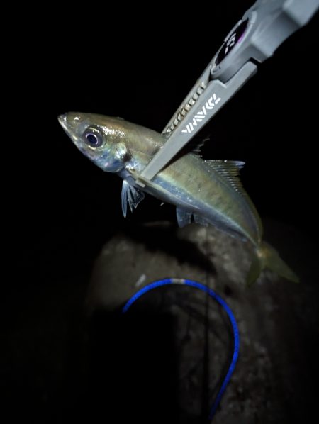 陸っぱり釣行記