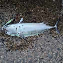 スマガツオ&ヤズ