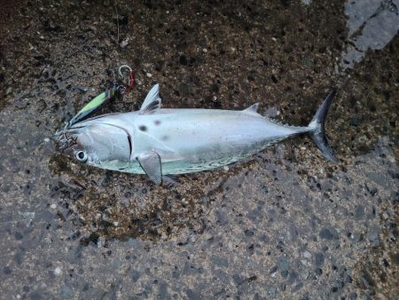 スマガツオ&ヤズ