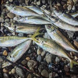 フロートアジングでギガアジ