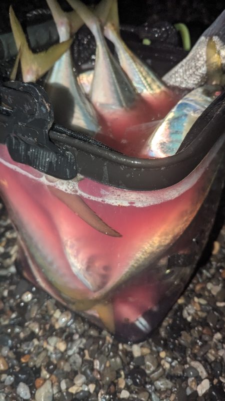 釣り納め　フロートアジング