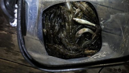 新左近親水公園 落ちハゼ