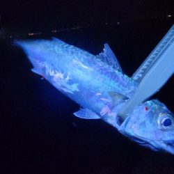 仕事終わり釣行🎣