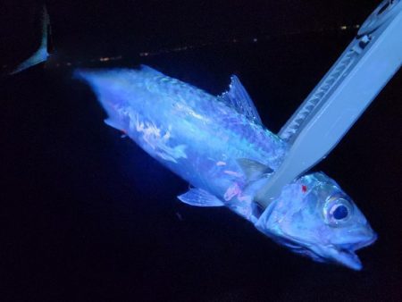 仕事終わり釣行🎣