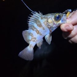 仕事終わり釣行🎣