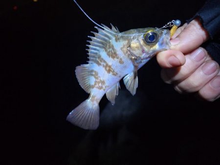 仕事終わり釣行🎣