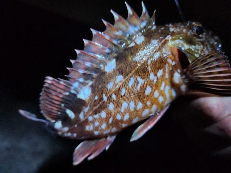 仕事納め＆釣り納め🎣