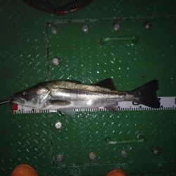 久しぶりの70オーバー