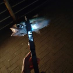 シーサイドコスモ