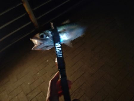 シーサイドコスモ