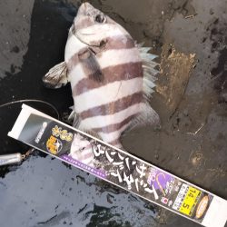 サンバソウ狙い