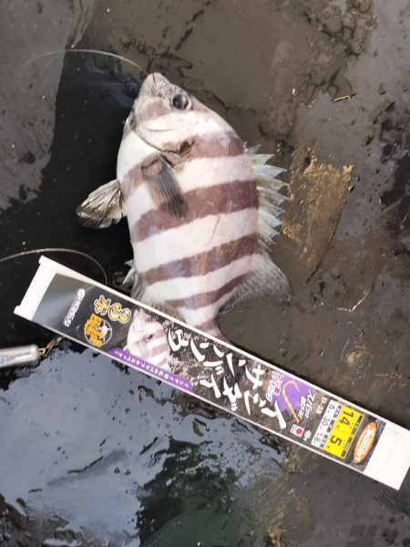 サンバソウ狙い