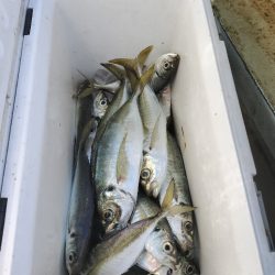 アジ便とカワハギ便