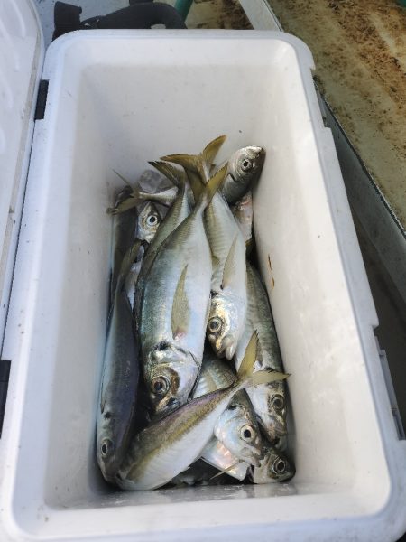 アジ便とカワハギ便