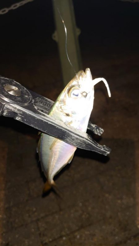 今日はポイントに入れず。