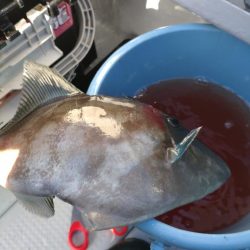 今年初のウマズラハギ！！