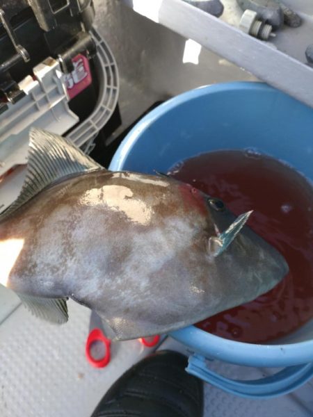 今年初のウマズラハギ！！