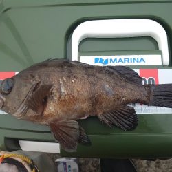 カゴ釣りチャレンジ🎣