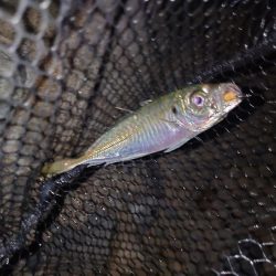 尺アジ狙い🎣