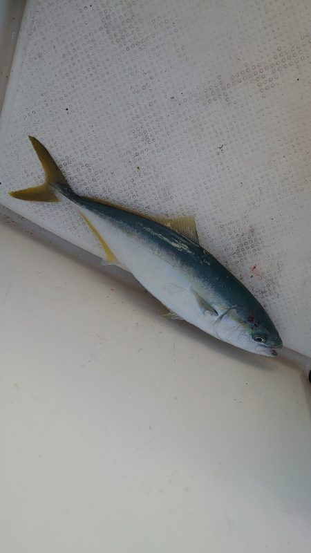 今年最後のボート釣り