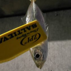 アジ探し＠大阪南