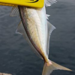 アジング@淡路島②