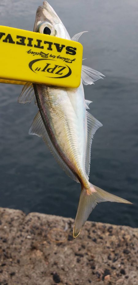 アジング@淡路島②