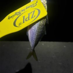 アジ探し@岸和田