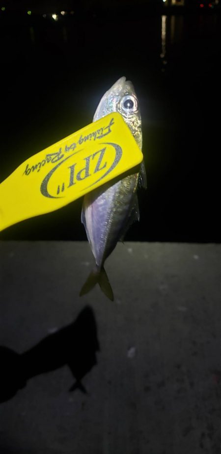 アジ探し@岸和田