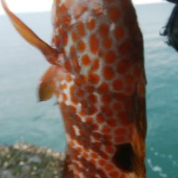 アジング、グレ、キジハタ!