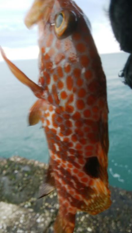 アジング、グレ、キジハタ!