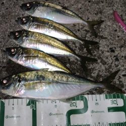 アジとタチウオ