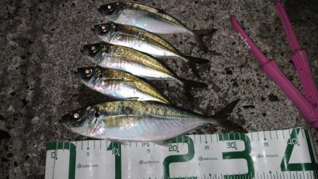 アジとタチウオ