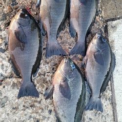 和歌山口和深(下谷渡船)でグレ釣り