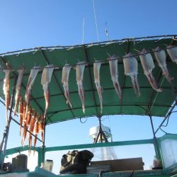 するめいか　10杯～52杯～54杯