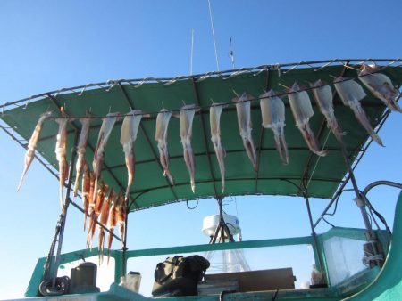 するめいか　10杯～52杯～54杯