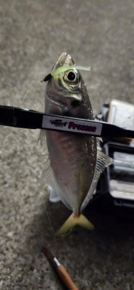 ご近所アジング