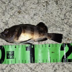 淡路島ライトフィッシング